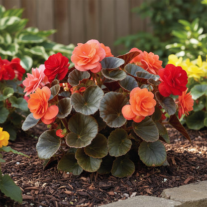 Begonia Tuberous Non-Stop Mocca F1 Mixed Flower Seeds