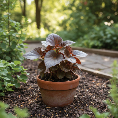 Begonia Tuberous Non-Stop Mocca F1 Mixed Flower Seeds