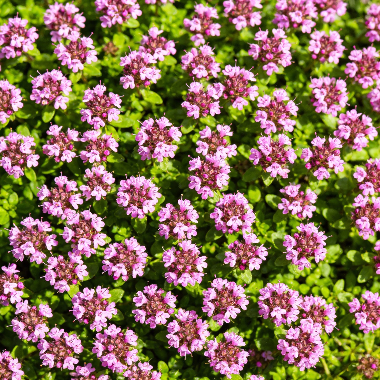 Creeping Thyme Seeds – Magic Carpet (Thymus serpyllum) Perennial Ground Cover