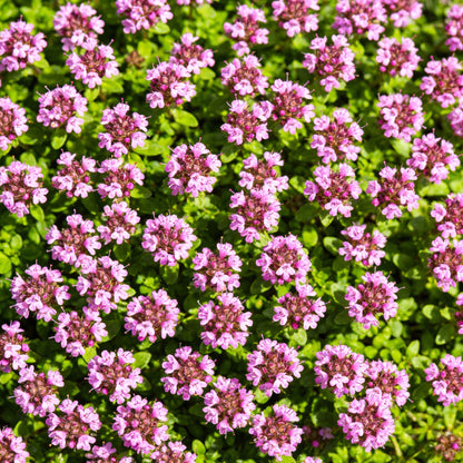 Creeping Thyme Seeds – Magic Carpet (Thymus serpyllum) Perennial Ground Cover