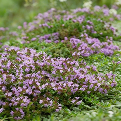 Creeping Thyme Seeds – Magic Carpet (Thymus serpyllum) Perennial Ground Cover