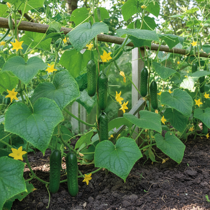 Cucumber Carmen F1 Hybrid Vegetable Seeds – Premium High-Yield Cucumbers for Home Garden