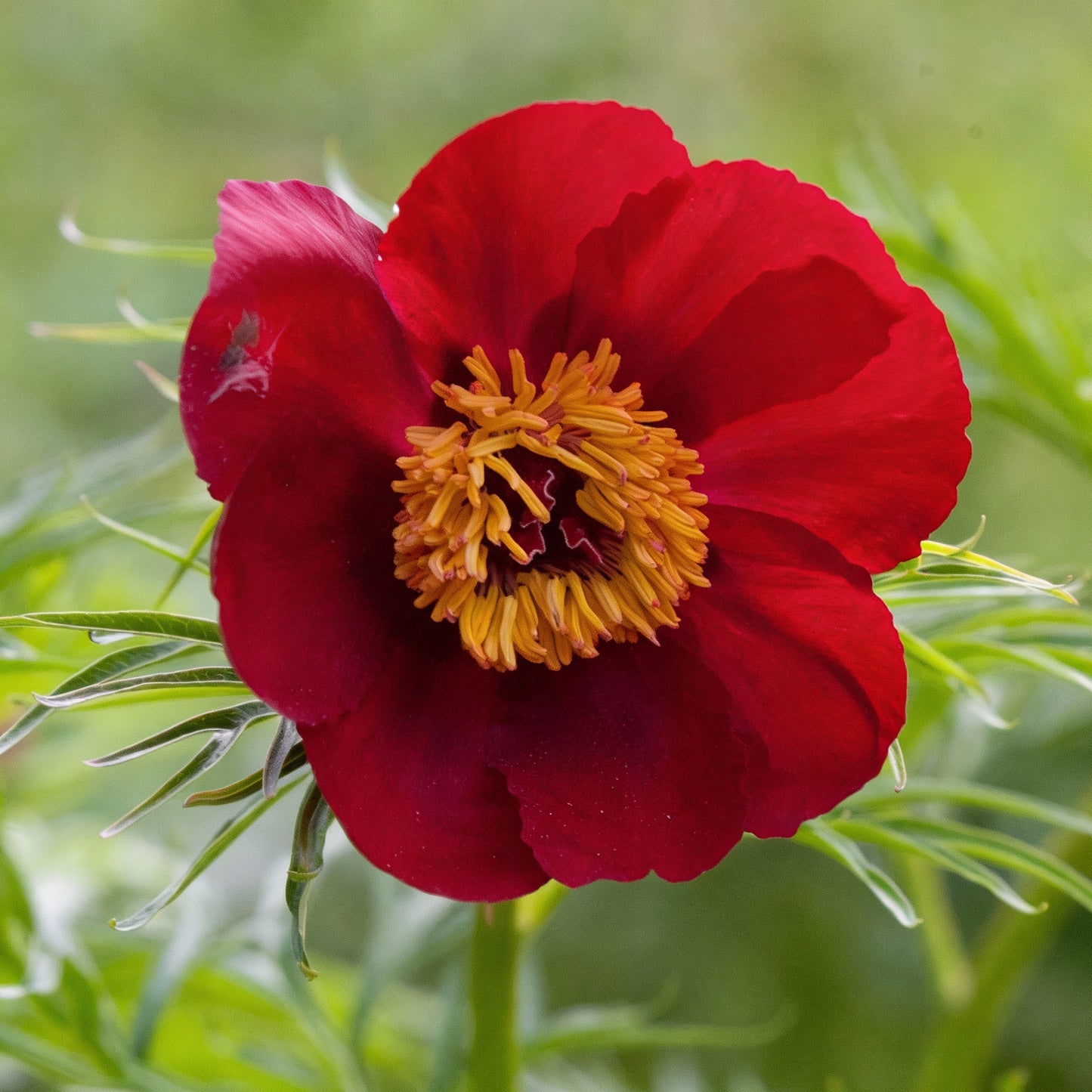 Premium Paeonia Tenuifolia Fern-Leaf Peony Seeds