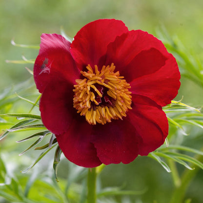 Premium Paeonia Tenuifolia Fern-Leaf Peony Seeds