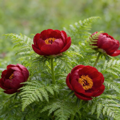 Premium Paeonia Tenuifolia Fern-Leaf Peony Seeds