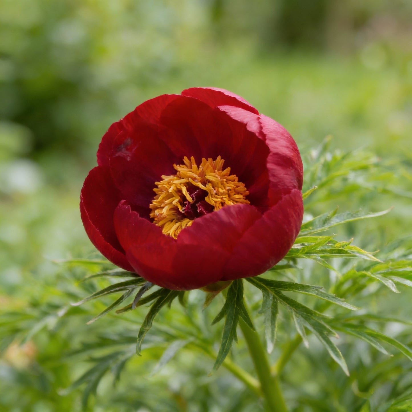 Premium Paeonia Tenuifolia Fern-Leaf Peony Seeds