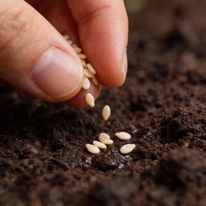 Tomato Memorabilia Seeds for Planting – Organic Large Beefsteak Tomato