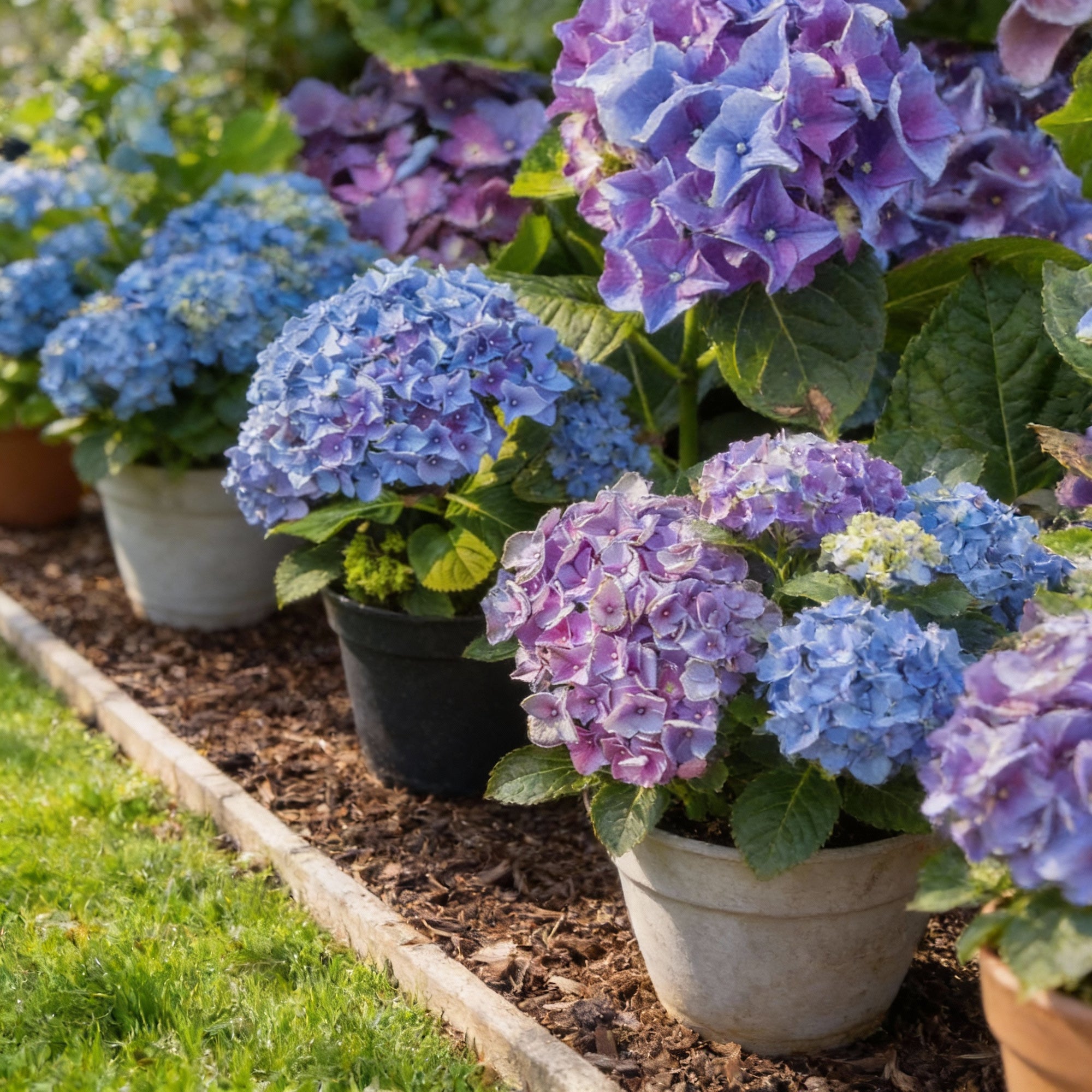 all-season-dwarf-hydrangea-flower-seeds-hybrid-variety