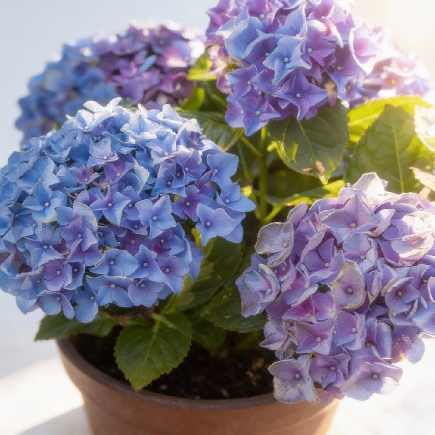 All Season Dwarf Hydrangea Flower Seeds – Hybrid Variety