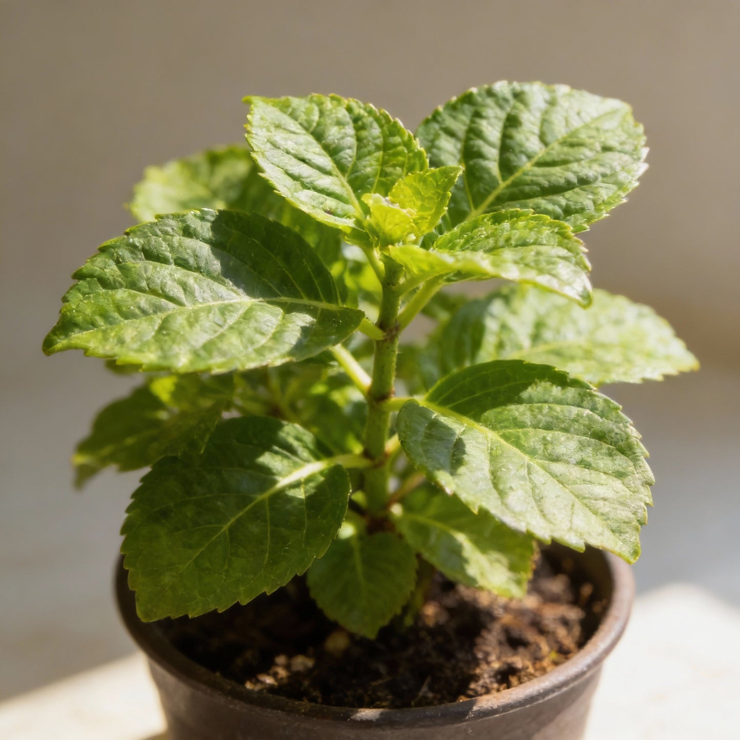 All Season Dwarf Hydrangea Flower Seeds – Hybrid Variety