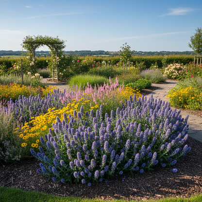 Echium Blue Dwarf Flower Seeds – Compact Blue Blooms for Garden Borders