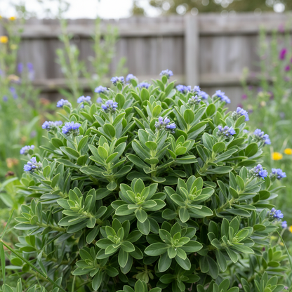 Echium Blue Dwarf Flower Seeds – Compact Blue Blooms for Garden Borders