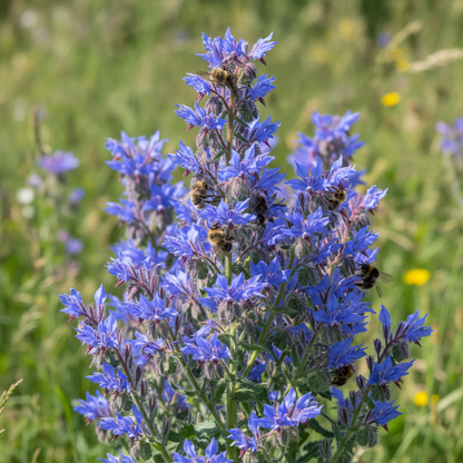 Echium Vulgare Flower Seeds – Viper’s Bugloss Pollinator-Friendly Blooms