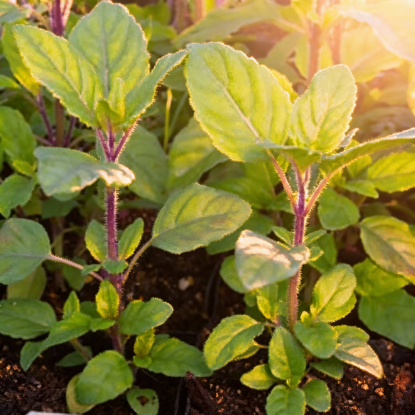 Rama Tulsi Seeds – Organic Holy Basil for Home Garden & Medicinal Use