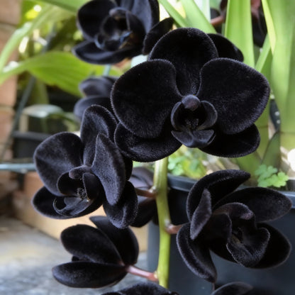 Black Phalaenopsis Orchid Flower Seeds (100 PCS)