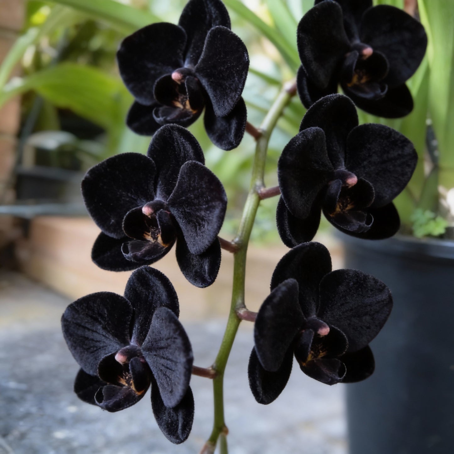 Black Phalaenopsis Orchid Flower Seeds (100 PCS)