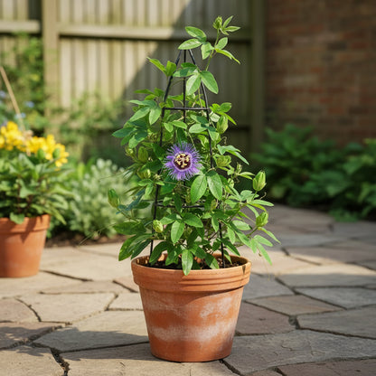 Passiflora Incarnata Seeds – Purple Passion Flower (Maypop)