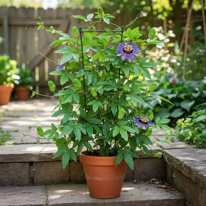 Passiflora Incarnata Seeds – Purple Passion Flower (Maypop)