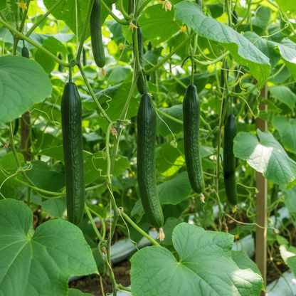 Cucumber Carmen F1 Hybrid Vegetable Seeds – Premium High-Yield Cucumbers for Home Garden