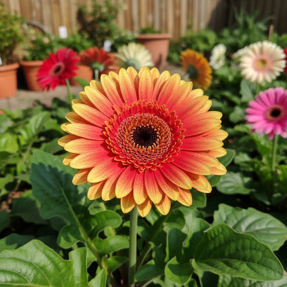 Gerbera Mix Flowering Seeds for Planting
