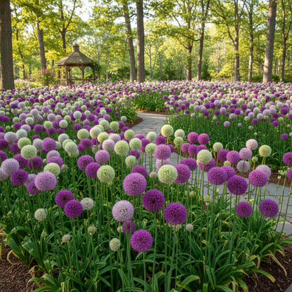 Mix Giant Allium Giganteum Flower Seeds – Stunning Perennial Blooms