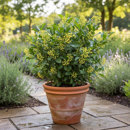 Premium Aglaia Odorata Flower Seeds (30 Pcs) – Fragrant Golden Blooms