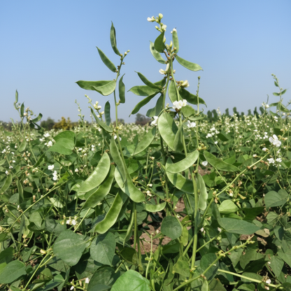Dolichos Bush (Chettu Chikkudu) Vegetable Seeds – Fast-Growing, Nutritious & Ideal for Home Gardens