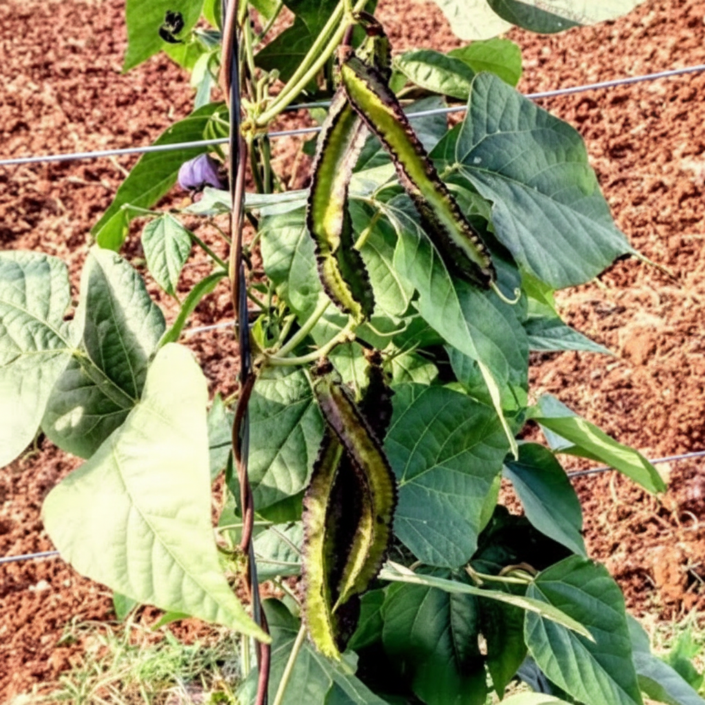 Purple Winged Bean Seeds – Exotic, Nutrient-Rich Climbing Bean for Tropical Gardens