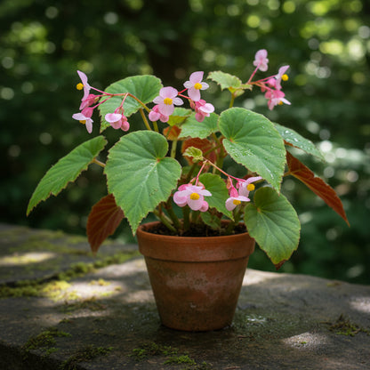 Begonia Grandis subsp. Evansiana Seeds – Elegant Shade-Loving Perennial