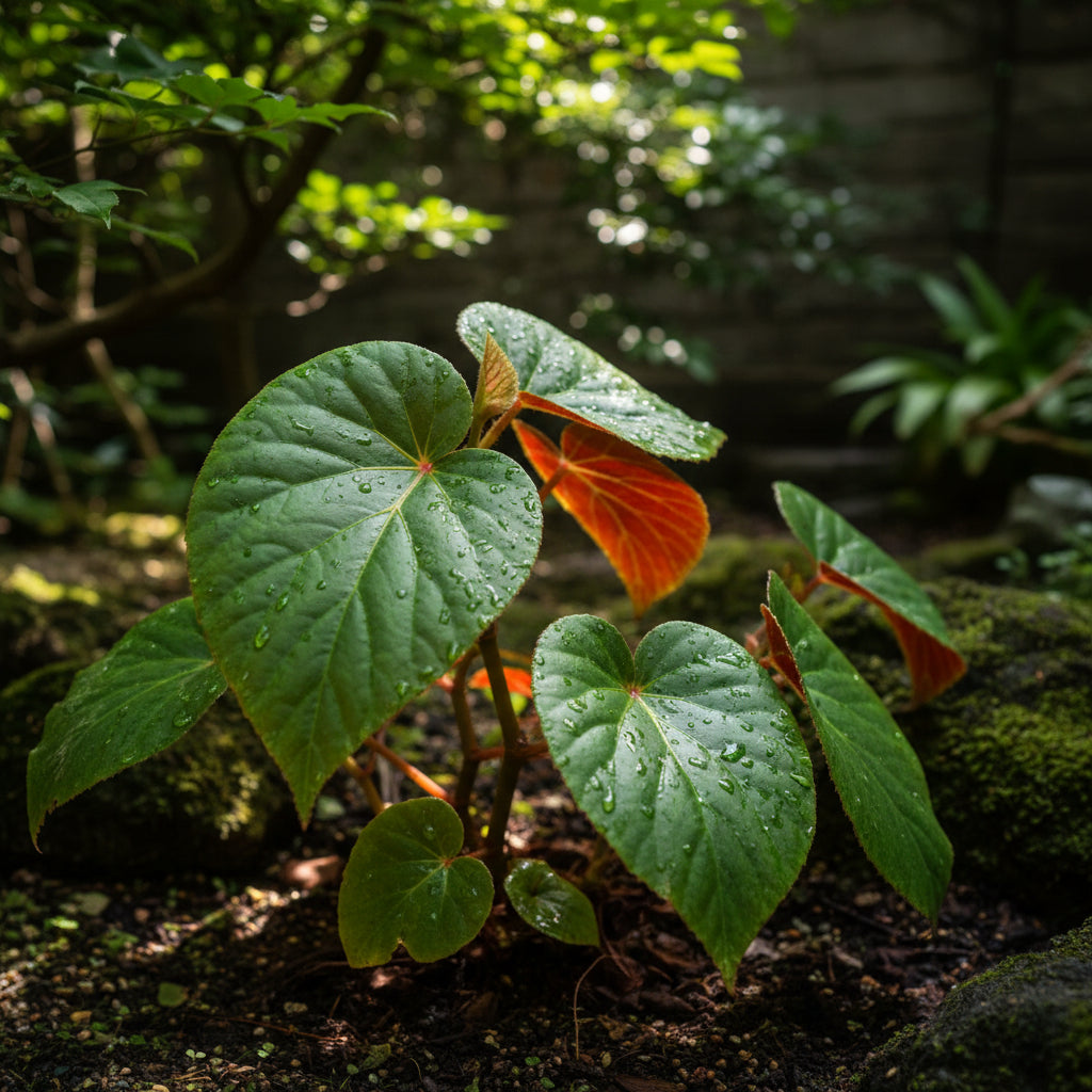 begonia-grandis-subsp-evansiana-seeds-elegant-shade-loving-perennial