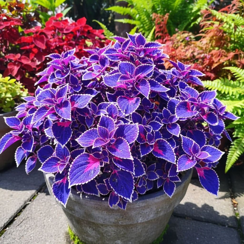 Blue & Pink Coleus Seeds – Vibrant Ornamental Foliage Plant
