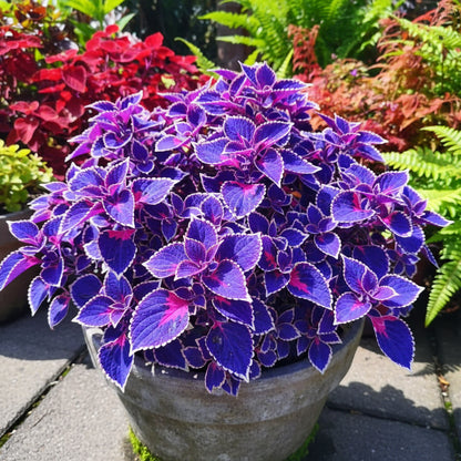 Blue & Pink Coleus Seeds – Vibrant Ornamental Foliage Plant