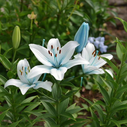 Rare Exotic Blue Heart Lily Seeds – Unique Perennial Garden Flower