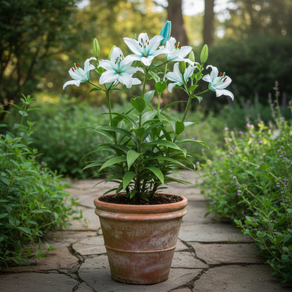 Rare Exotic Blue Heart Lily Seeds – Unique Perennial Garden Flower
