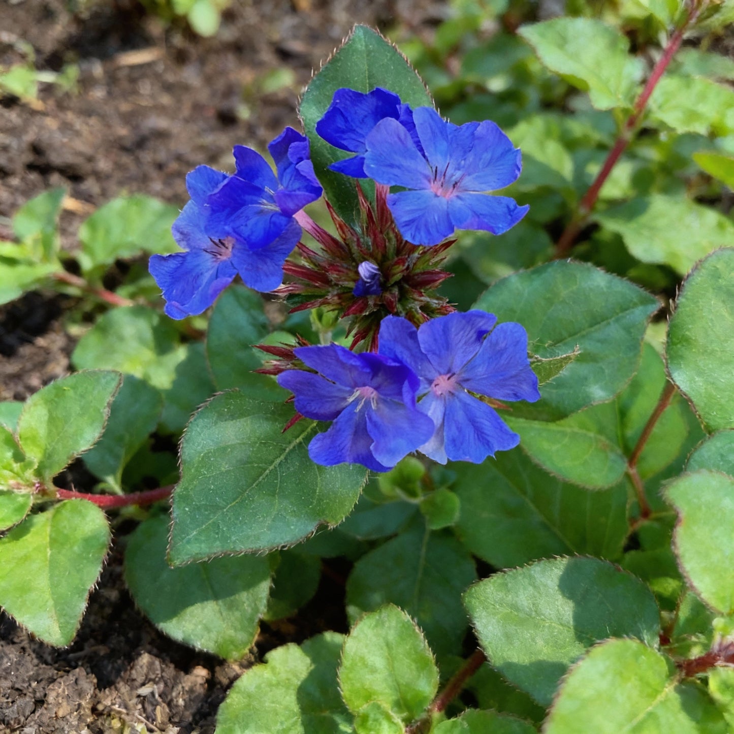 Ceratostigma Plumbaginoides (Blue Leadwort) Flower Seeds – 100 pcs