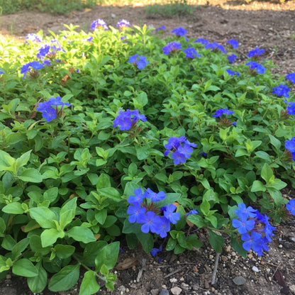 Ceratostigma Plumbaginoides (Blue Leadwort) Flower Seeds – 100 pcs