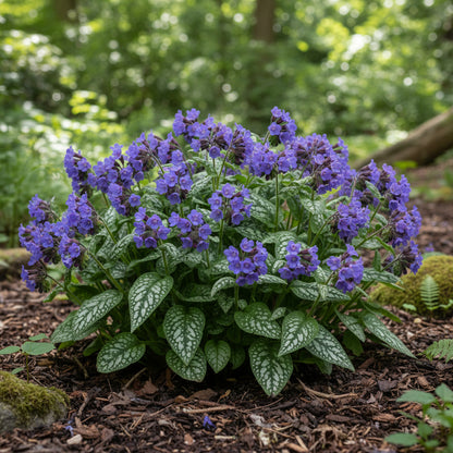 Blue Pulmonaria (Lungwort) Flower Seeds for Planting