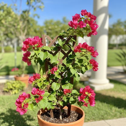 Red Bougainvillea Flower Seeds – Vibrant Climbing Blooms for Gardens