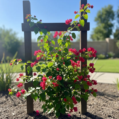 Red Bougainvillea Flower Seeds – Vibrant Climbing Blooms for Gardens