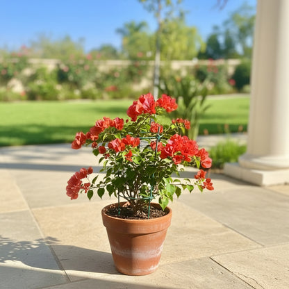 Red Bougainvillea Flower Seeds – Vibrant Climbing Blooms for Gardens