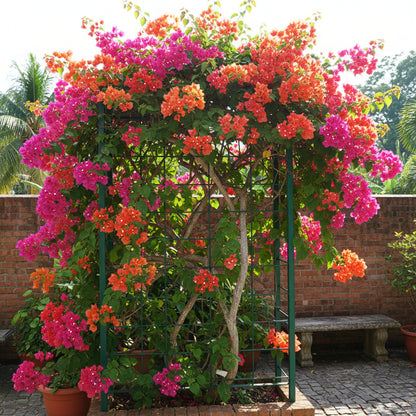 Mixed Colors Bougainvillea Flower Seeds – Vibrant Climbing Blooms