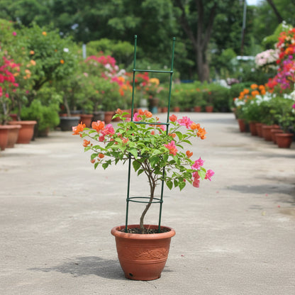 Mixed Colors Bougainvillea Flower Seeds – Vibrant Climbing Blooms