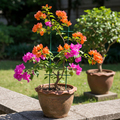 Mixed Colors Bougainvillea Flower Seeds – Vibrant Climbing Blooms