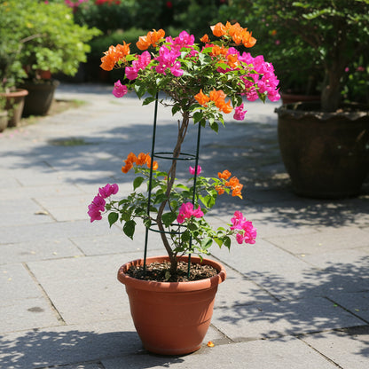 Mixed Colors Bougainvillea Flower Seeds – Vibrant Climbing Blooms