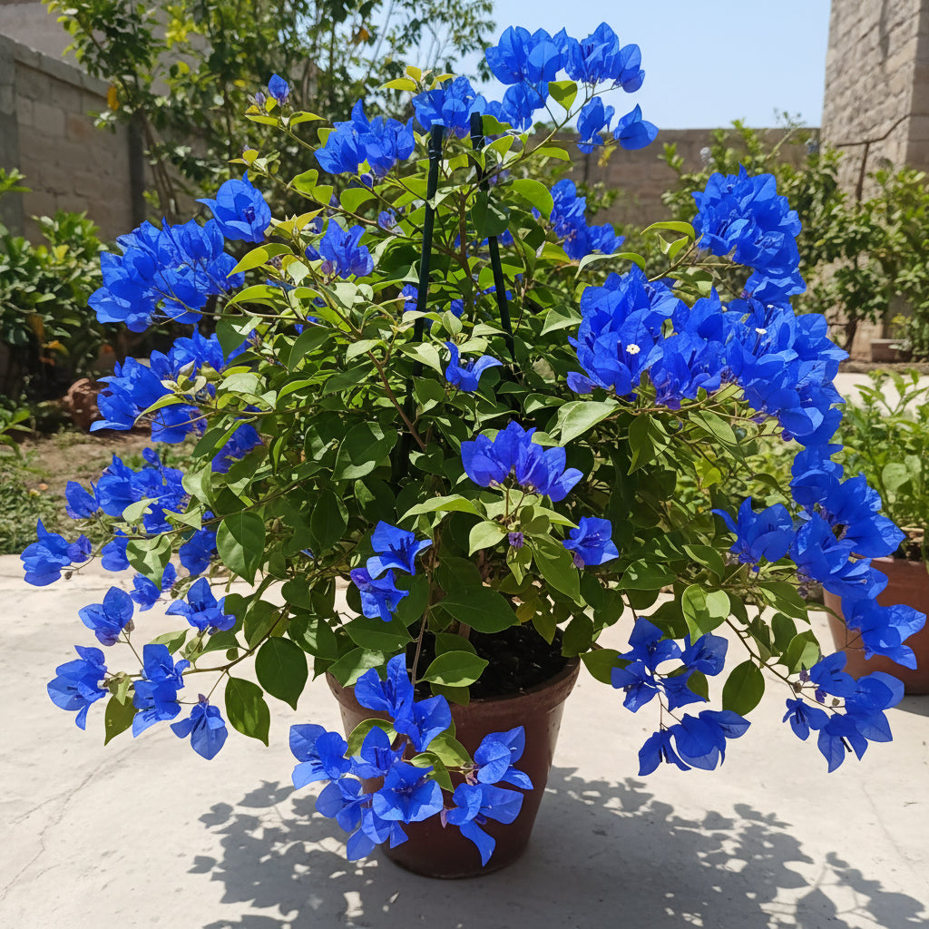 Bougainvillea spectabilis Flower Seeds – Vibrant Climbing Ornamental Blooms (100 Pcs)