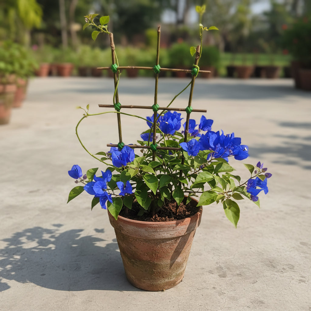 Bougainvillea spectabilis Flower Seeds – Vibrant Climbing Ornamental Blooms (100 Pcs)