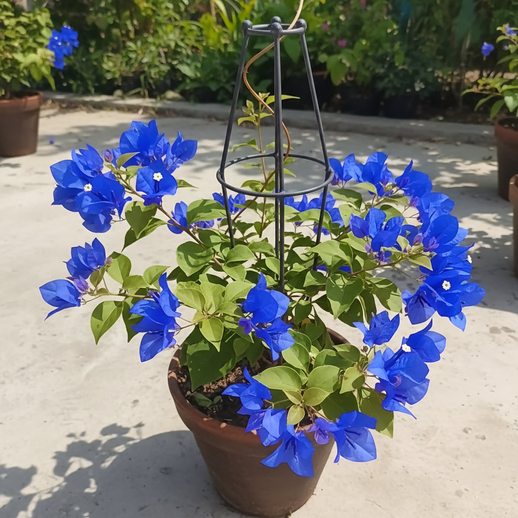 bougainvillea-spectabilis-flower-seeds-vibrant-climbing-ornamental-blooms-100-pcs