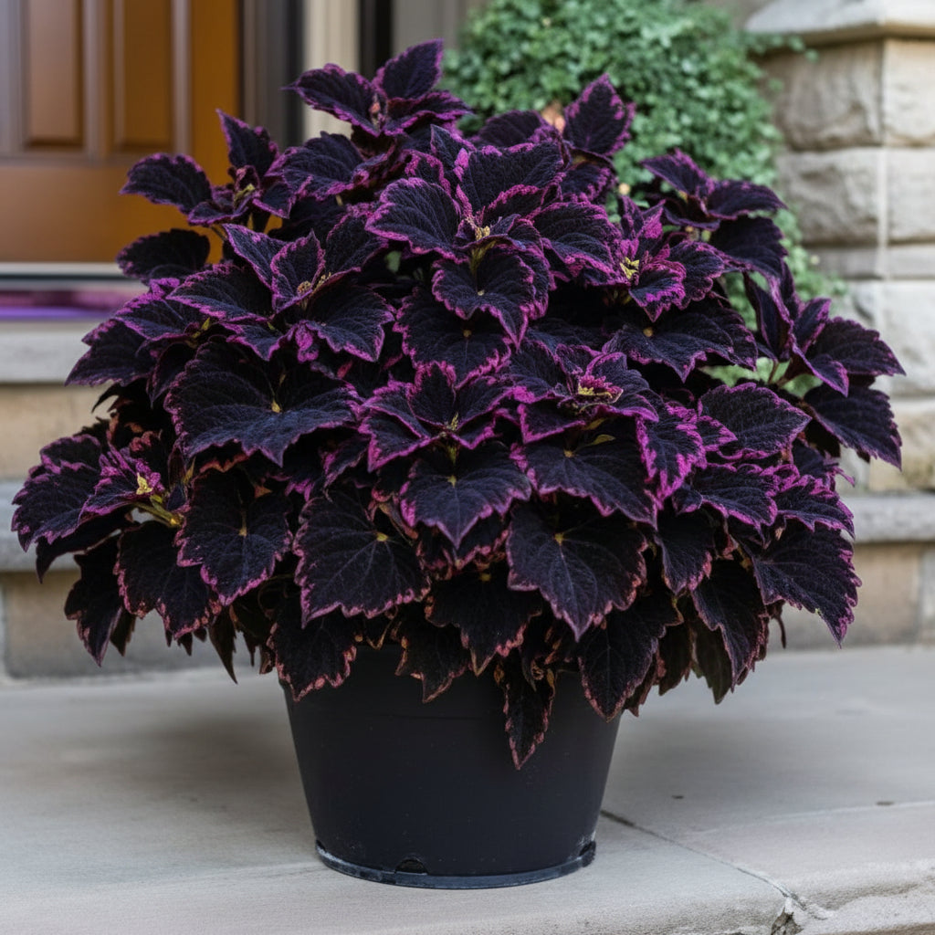 Coleus Black Blue Seeds – Bold Dark Foliage Plant