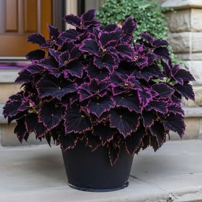 Coleus Black Blue Seeds – Bold Dark Foliage Plant