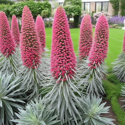 Echium Pink Poker Flower Seeds – Exotic Spiked Blooms for Ornamental Gardens